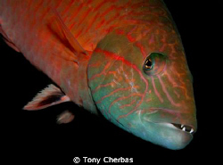 Wrasse with scars by Tony Cherbas 